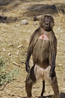 Gelada Baboon - young male standing on hind legs