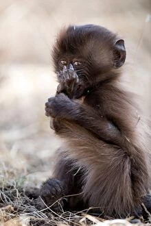 Baboons Gallery: Gelada Monkey  infant playing with its foot