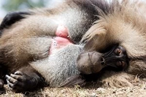 Baboons Gallery: Gelada Monkey  lying on grass
