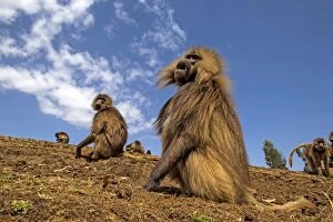 Baboons Gallery: Gelada Monkeys