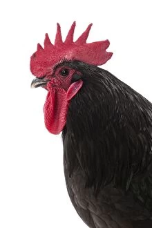 Combs Gallery: Geline de Touraine Chicken Cockerel / Rooster
