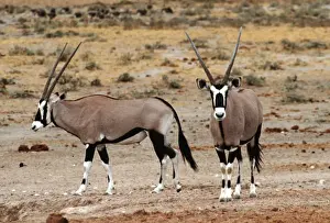 Semi Desert Prints: Gemsbok - Etosha National Park Namibia Africa