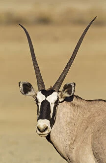 Gemsbok - female - Kalahari Desert, Kgalagadi Transfrontier