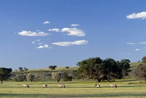 Gemsbok herd in evening light after good rains in the Auob Valley