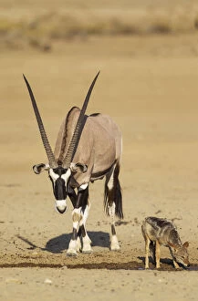 Gemsbok male and Black-backed Jackal (Canis mesomelas)