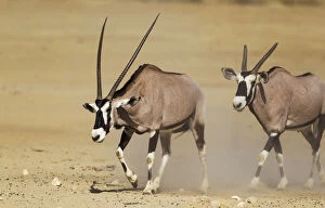 Bovidae Gallery: Gemsbok - male with crippled horns follows a female