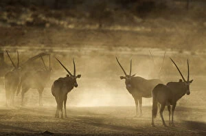 Gemsbok - nervous and raising lots of dust in the