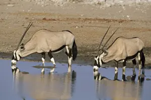 Gemsboks Prints: Gemsbok or Oryx - Drinking at Waterhole Etosha National Park, Namibia, Africa MA000805