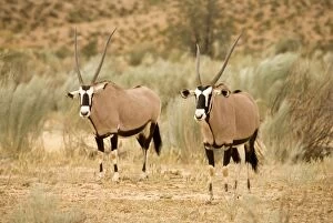 Images Dated 9th May 2008: Gemsbok / Oryx - In a Dry River Bed