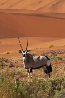 Gemsbok (Oryx gazella), and sand dunes
