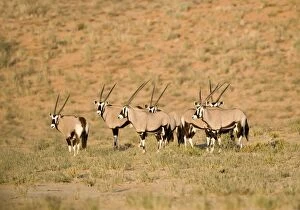 Images Dated 9th May 2008: Gemsbok-Oryx-Huddled together at the foot of a dune Kgalagadi Transfrontier Park-South