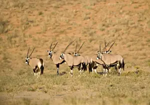 Gemsboks Prints: Gemsbok-Oryx-Huddled together at the foot of a dune Kgalagadi Transfrontier Park-South Africa-Botswana-Africa