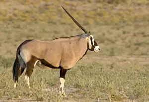 Gemsbok-Oryx- Portrait Kgalagadi Transfrontier Park-South Africa-Botswana-Africa