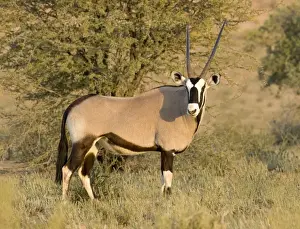 Gemsbok-Oryx- Portrait Kgalagadi Transfrontier Park-South Africa-Botswana-Africa