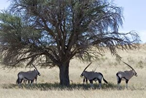Gemsbok / Oryx resting in shade during heat of day