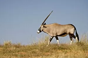 Images Dated 10th May 2008: Gemsbok / Oryx - Walking along the crest of a Kalahari Dune