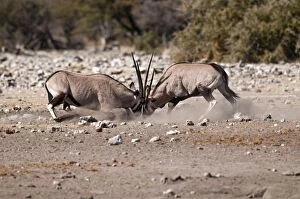 Images Dated 27th July 2009: Gemsbok - pair fighting