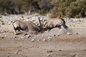 Gemsboks Prints: Gemsbok - pair fighting - Etosha National Park - Namibia