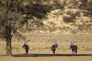 Gemsbok - resting in the shade of a camelthorn tree