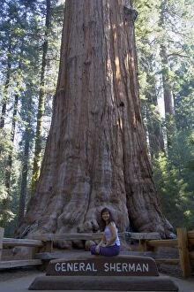 General Sherman - a Giant Sequoia / Wellingtonia