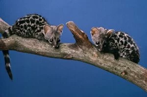 Images Dated 22nd March 2007: Genet - baby