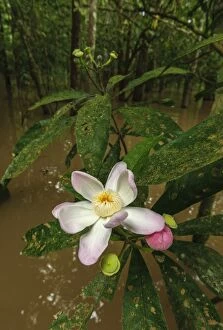 Images Dated 25th March 2008: Geniparana Flower, flooded forest, Amazon River