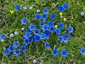 Gentian Prints: Gentian flower - Mercantour NP - France
