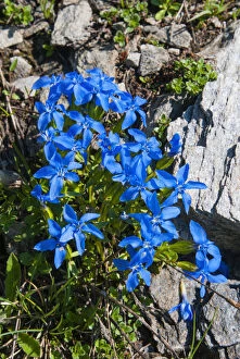 Gentian plant, Gentiana brachyphylla, Aosta