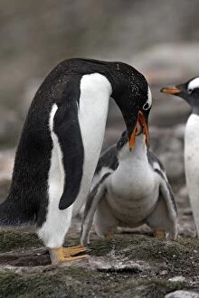 Images Dated 9th January 2008: Gentoo Penguin