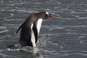 Images Dated 15th January 2008: Gentoo Penguin