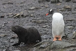 Images Dated 14th January 2008: Gentoo Penguin