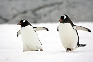 Images Dated 20th January 2008: Gentoo Penguin