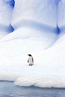 Images Dated 21st January 2008: Gentoo Penguin