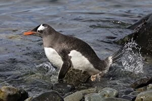 Images Dated 20th January 2008: Gentoo Penguin