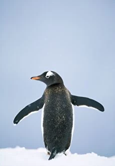 Penguins Collection: Gentoo Penguin