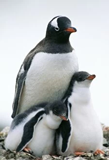 GENTOO PENGUIN - adult with two chicks