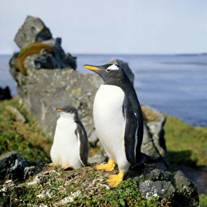 Penguins Collection: Gentoo Penguin - adult & young Digital Manipulation: Straightened horizon