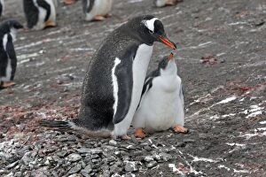 Images Dated 25th January 2008: Gentoo Penguin - Adult with young - Hannah Point