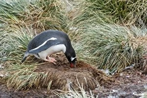 South Georgia Gallery: Gentoo Penguin building a nest