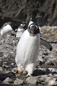 Gentoo Penguin - carrying pebble back to nest
