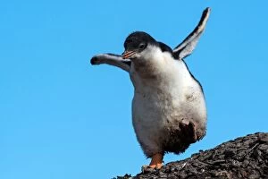 Gentoo Penguin chick jumping