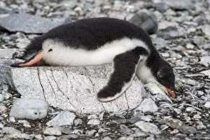 Gentoo Penguin chick sleeping on rock