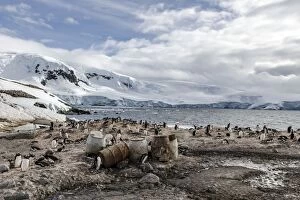 Images Dated 11th January 2015: Gentoo Penguin colony at old whaling station