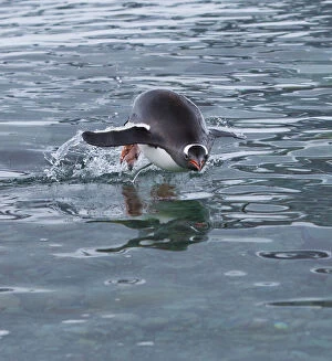 Images Dated 26th December 2012: Gentoo penguin emerges from the ocean during