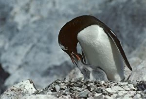 Gentoo Penguin - Feeding Chick
