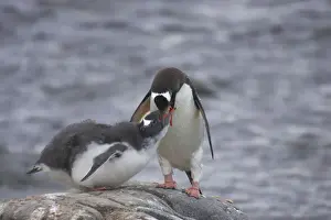 Regurgitating Prints: Gentoo Penguin - Feeding chick Pygoscelis papua Port Lockeroy Antarctic Penninsular BI007785