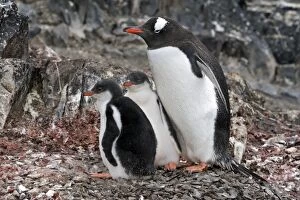 Images Dated 25th January 2008: Gentoo Penguin - Hannah Point - Livingston Island