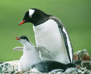 Flipper Prints: Gentoo Penguin JPF 12147 Parent with chicks