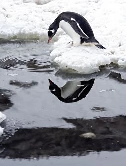Images Dated 12th January 2015: Gentoo Penguin looking at its own reflection in water