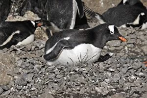 Images Dated 29th October 2006: Gentoo Penguin - at nest. Brown Bluff - Antarctic Peninsula